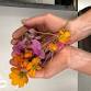Three Day Workshop - Pigment Foraging and Ink event image