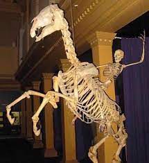 We did not find results for: Summon Skeleton Horse Rider Comment It S Stats Itemshop