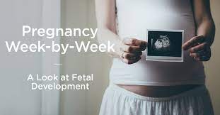 Embryo Vs Fetus What S The Difference