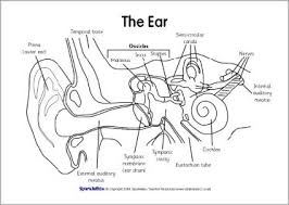 Eggs are laid and fertilized in water. Label The Ear Worksheets Sb6635 Sparklebox Ear Parts Human Ear Diagram Ear Diagram