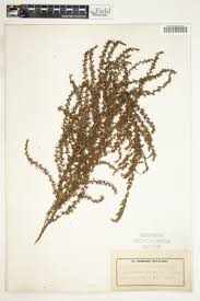 Image result for Cliffortia serpyllifolia