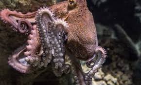 A wide variety of halal baby octopus options are available to you, such as variety, packing, and certification. Iranian Religious Authority Considers Psychedelic Medicines Halal Psychedelic Times