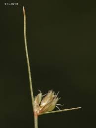 Image result for Bulbostylis trabeculata