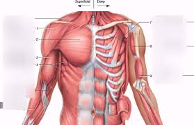 The shoulder muscles bridge the transitions from the torso into the head/neck area and into the upper extremities of the arms and hands. Chest Muscles Diagram Quizlet