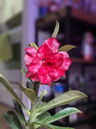 Check spelling or type a new query. Can A Desert Rose Survive Under A Grow Light Adenium