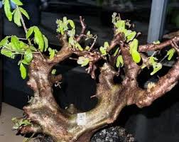 Image result for Huperzia mildbraedii