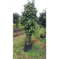 Plant or place ficus pumila creeping fig in partial shade or sun when growing outdoors. Ficus Black Plant à¤¬à¤— à¤š à¤• à¤² à¤ à¤ª à¤§ à¤¬à¤— à¤š à¤• à¤ª à¤§ à¤— à¤° à¤¡à¤¨ à¤ª à¤² à¤Ÿ In Parandwadi Road Pune Adwait Nursery Id 14204594497