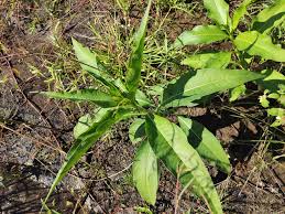 Image result for Persicaria senegalensis