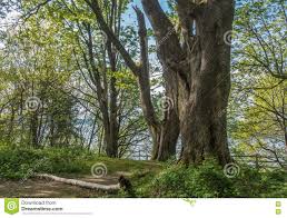 Trees At Dash Point Stock Image Image Of Green Dash 70451309