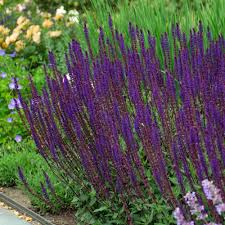 Image result for Salvia