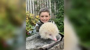 Boy 6 Saves Rare Albino Hedgehog Found In Otley Bbc News