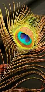 Feather ريشة طاووس صورة Abstract Artwork Abstract Peacock Feathers