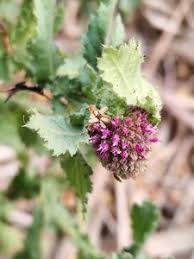 Image result for Sphaeranthus peduncularis