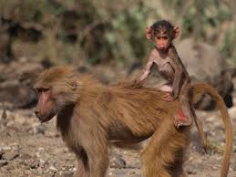 Their latest studio album, titled baboon, was released on october 10, 2006. The Genetics Of Another Multi Level Society The Molecular Ecologist