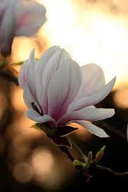 Magnolia Magnolia Flower Flowers Photography Flower Photos