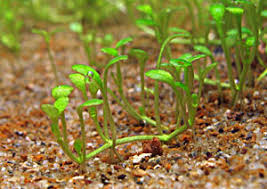 Image result for Elatine