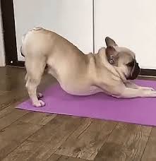 Beginner Yoga Series Starting Routine Sun Salutations Dog Yoga Funny Cats And Dogs Funny Cats