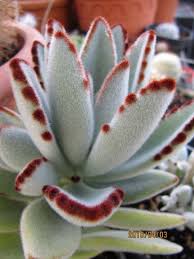 Panda Plant Care How To Grow A Panda Plant Indoors Planting Succulents Succulents Plants