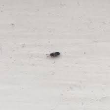What Are These Tiny Black Bugs On My Windowsill? - Ask Extension