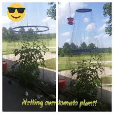 Bird Netting For Blueberries Lowes Netting Over A Tomato Plant I Used A Lowes Bucket Lid A Hoolahoop And Some Cord To Hang It Up With I Drilled A Hole Plants Tomato Plants Vegetable Garden