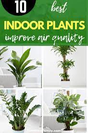 House plants actually have many health benefits, such as reducing stress, boosting mood, and enhancing productivity and creativity. 10 Best House Plants For Health Indoor Plants Improve Air Quality Plants Indoor Plants Best Indoor Plants