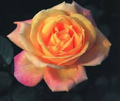 Learn about meanings and symbols of emotion for flowers like rose, lotus, iris, daisy, tulip, lily, carnation, daisies and more. Top 10 Chinese Flowers In Chinese Culture
