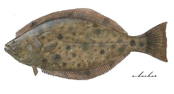 CA Marine Species Portal