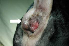 There are many different types of intestinal tumors, including lymphoma, adenocarcinoma, mast cell tumor, and leiomyosarcoma. Anal Sac Cancer In Dogs Bluepearl Pet Hospital