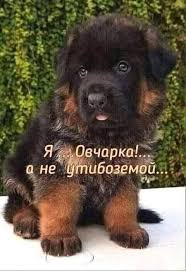 Я. Я Овчарка!... а не утибоземой...