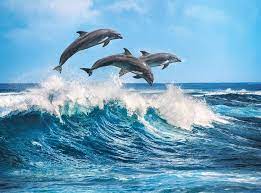 Dolphins 500 Pieces Clementoni Puzzle Warehouse In 2021 Dolphin Photos Ocean Creatures Ocean Animals