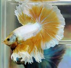 Platinum Gold Butterfly Hm Betta Fish Types Betta Fish Betta