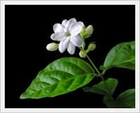 Bunga cantik berwarna biru yang sering dijadikan teh ini dapat dikonsumsi untuk mengusir biasanya, asam lemak yang menyehatkan ini, ditemukan pada minyak zaitun.beberapa studi menyatakan, asam oleat mampu mengurangi. Mengenal Ciri Ciri Bunga Melati Ciri Umum Khusus