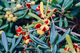 Image result for Pittosporum