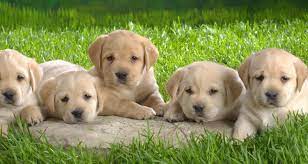 Nairobi, nairobi +254 706 519797. Animal Shop Near Me Online Shopping