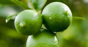 نهال لیمو ترش