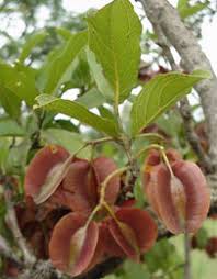 Image result for Combretum collinum