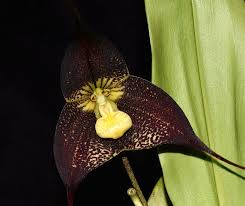 Image result for Impatiens keilii