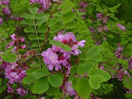 Image result for Pseudoprosopis