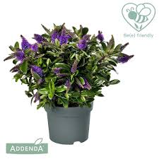 Jeśli jesteś nowym klientem lub dysponujesz kartą my hebe. Hebe Addenda Donna Anna 1 5l Cowell S Garden Centre Woolsington