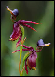 Caleana Major Flying Duck Orchid Orchid Seeds Flying Duck Orchid Orchids