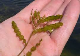 Image result for Potamogeton crispus