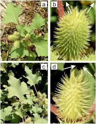 Image result for Xanthium
