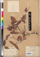 Image result for Uvaria acuminata