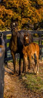 EQUINE SCI NCE REVIEW