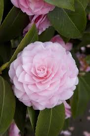 Pearl Maxwell Camellia S Spectacular Soft Shell Pink Formal Double Blooms In Mid To Late Winter Flowers Make A Dazzli Camellia Plant Winter Plants Camellia
