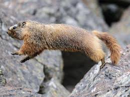 Mit einem etikett, das informationen liefert. Murmeltiere Die Wetterexperten Aus Der Tierwelt