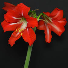 Image result for Hippeastrum