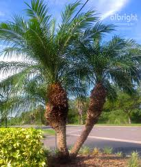 Pygmy date palm height is usually 6 to10 feet, but some specimens attain 20 feet. Pygmy Date Palm Roebelenii Palm Tree Tropical Landscape Ideas Front Entry Landscaping Low M Zwergdattelpalme Vorgarten Landschaftsbau Landschaftsbau Ideen