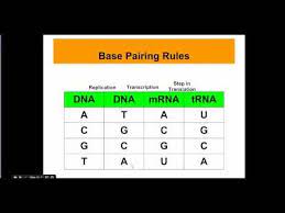Figure 1 this circuit makes it easy to test and match the current gain of complementary bipolar transistors. 12 Base Pairing Rules Youtube Complementary Dna Pairs Rules