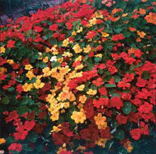Nasturtium is an excellent choice for hanging baskets or pots. Parks Fragrant Giants Nasturtium Seeds From Park Seed